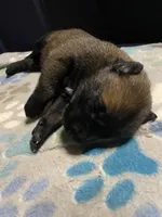 Meet Sena - Female AKC Belgian Malinois 💜🐾, a female Belgian Malinois for sale in Keller, TX – Photo 4 of 7