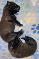 AKC GIRL 2 💜🐾, a female Belgian Malinois for sale in Keller, TX – Photo 2 of 9