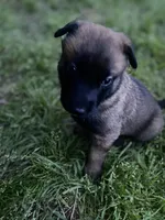 Meet Sena - Female AKC Belgian Malinois 💜🐾, a female Belgian Malinois for sale in Keller, TX – Photo 6 of 10