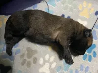 Meet Sena - Female AKC Belgian Malinois 💜🐾, a female Belgian Malinois for sale in Keller, TX – Photo 3 of 7