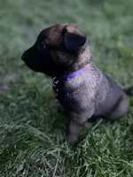 Meet Sena - Female AKC Belgian Malinois 💜🐾, a female Belgian Malinois for sale in Keller, TX – Photo 5 of 10