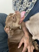 Sercy, a female American Bully for sale in Durham, NC – 3 of 6
