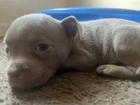 Percy, a male American Bully for sale in Durham, NC – 5 of 6