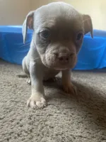 Darla , a female American Bully for sale in Durham, NC – 3 of 7