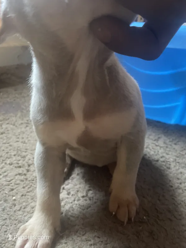 Darla  – American Bully puppy for sale in Durham, NC