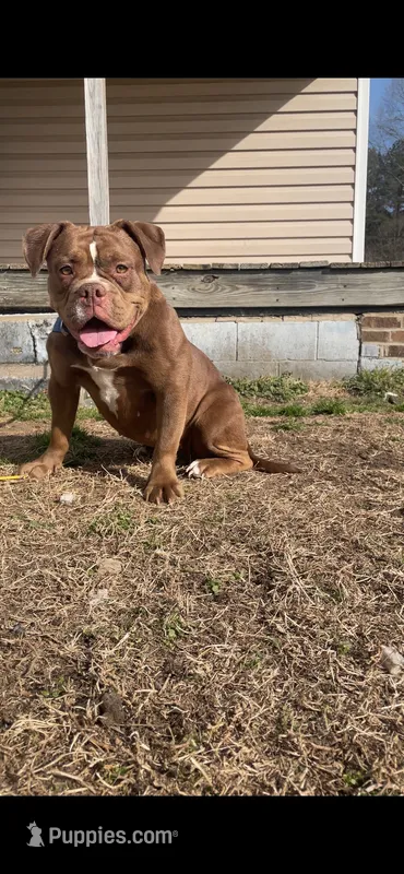 Sercy – American Bully puppy for sale in Durham, NC