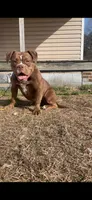 Sercy, a female American Bully for sale in Durham, NC – 1 of 6