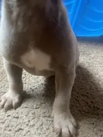Percy, a male American Bully for sale in Durham, NC – 2 of 6
