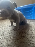 Percy, a male American Bully for sale in Durham, NC – 3 of 6