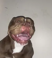 Sercy, a female American Bully for sale in Durham, NC – 6 of 6