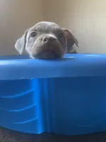 Darla , a female American Bully for sale in Durham, NC – 7 of 7