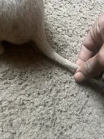 Percy, a male American Bully for sale in Durham, NC – 6 of 6