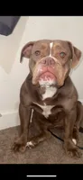 Sercy, a female American Bully for sale in Durham, NC – 4 of 6