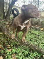 Sercy, a female American Bully for sale in Durham, NC – 5 of 6