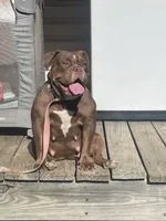 Sercy, a female American Bully for sale in Durham, NC – 2 of 6