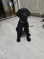 Baby Gray, a male Great Dane for sale in Collinsville, IL – Photo 5 of 5