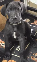 Baby Gray, a male Great Dane for sale in Collinsville, IL – Photo 1 of 5