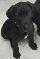 Baby Gray, a male Great Dane for sale in Collinsville, IL – Photo 4 of 5