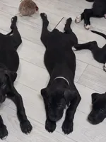 Baby Gray, a male Great Dane for sale in Collinsville, IL – Photo 3 of 5