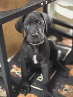 Baby Gray, a male Great Dane for sale in Collinsville, IL – Photo 2 of 5