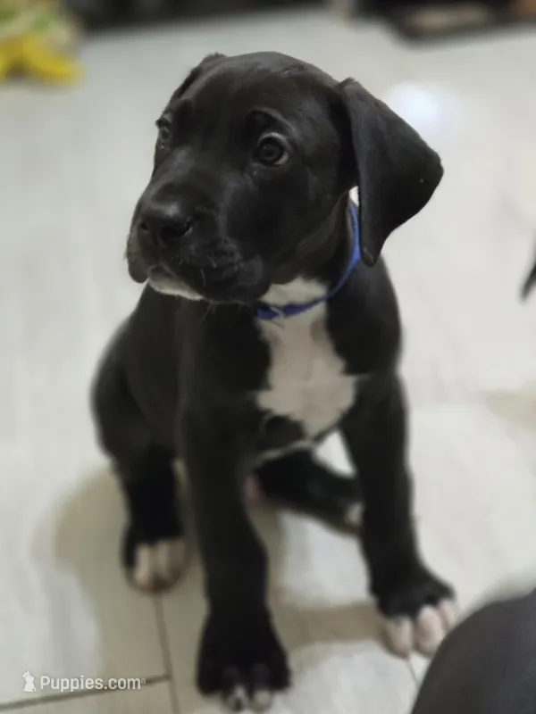 BABY BLUE – Great Dane puppy for sale in Collinsville, IL