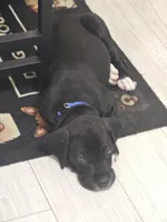 BABY BLUE, a male Great Dane for sale in Collinsville, IL – Photo 6 of 6