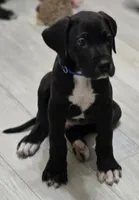 BABY BLUE, a male Great Dane for sale in Collinsville, IL – Photo 3 of 6