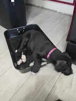 Hot Pink Baby, a female Great Dane for sale in Collinsville, IL – Photo 6 of 6