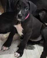 Hot Pink Baby, a female Great Dane for sale in Collinsville, IL – Photo 3 of 6