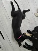 Hot Pink Baby, a female Great Dane for sale in Collinsville, IL – Photo 2 of 6