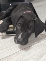 Hot Pink Baby, a female Great Dane for sale in Collinsville, IL – Photo 4 of 6