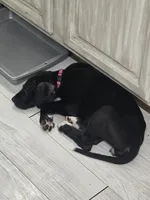 Hot Pink Baby, a female Great Dane for sale in Collinsville, IL – Photo 5 of 6