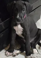 Hot Pink Baby, a female Great Dane for sale in Collinsville, IL – Photo 1 of 6