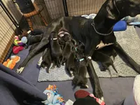 Baby Teal, a female Great Dane for sale in Collinsville, IL – Photo 5 of 5