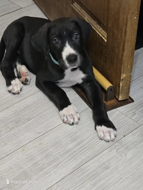 Baby Teal – Great Dane puppy for sale in Collinsville, IL