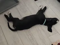 Baby Teal, a female Great Dane for sale in Collinsville, IL – Photo 2 of 5