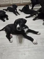 Baby Teal, a female Great Dane for sale in Collinsville, IL – Photo 3 of 5