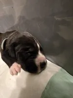 Baby Teal, a female Great Dane for sale in Collinsville, IL – Photo 4 of 5