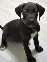 BIG RED, a male Great Dane for sale in Collinsville, IL – 5 of 7
