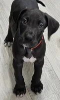 BIG RED, a male Great Dane for sale in Collinsville, IL – 2 of 7