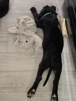 BABY GREEN, a male Great Dane for sale in Collinsville, IL – 5 of 6
