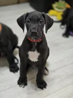 BIG RED, a male Great Dane for sale in Collinsville, IL – 7 of 7
