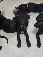 BIG RED, a male Great Dane for sale in Collinsville, IL – 4 of 7