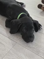 BABY GREEN, a male Great Dane for sale in Collinsville, IL – 1 of 6