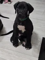 BABY GREEN, a male Great Dane for sale in Collinsville, IL – 2 of 6