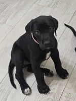 PRINCESS PINKY PIE, a female Great Dane for sale in Collinsville, IL – Photo 3 of 7