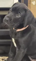 PRINCESS PINKY PIE, a female Great Dane for sale in Collinsville, IL – Photo 5 of 7