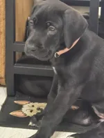 PRINCESS PINKY PIE, a female Great Dane for sale in Collinsville, IL – Photo 4 of 7