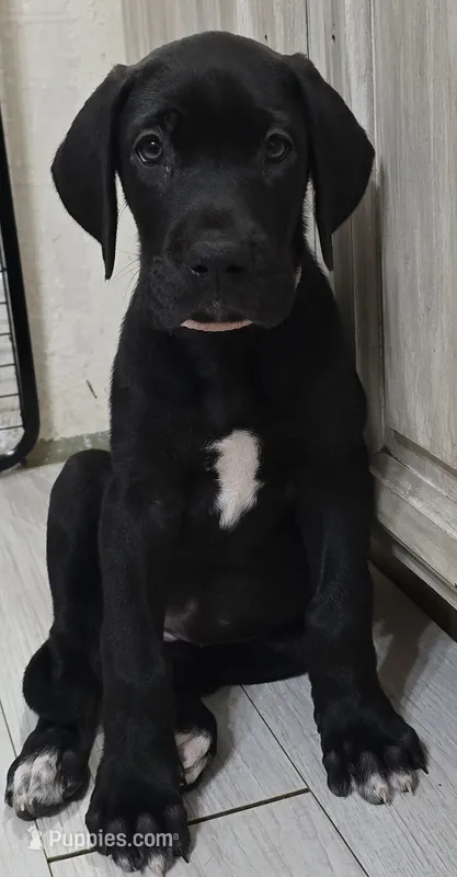 PRINCESS PINKY PIE – Great Dane puppy for sale in Collinsville, IL