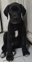 PRINCESS PINKY PIE, a female Great Dane for sale in Collinsville, IL – Photo 1 of 7